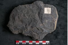 Foto (Detailansicht) von Ceratopetalum vivulare Ettingshausen (NHMW-GEO-2024-0188-10244)